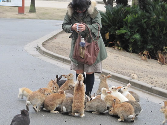 Okunoshima-rabbit-island.jpg