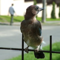 Szajkóék (Garrulus glandarius) nálunk