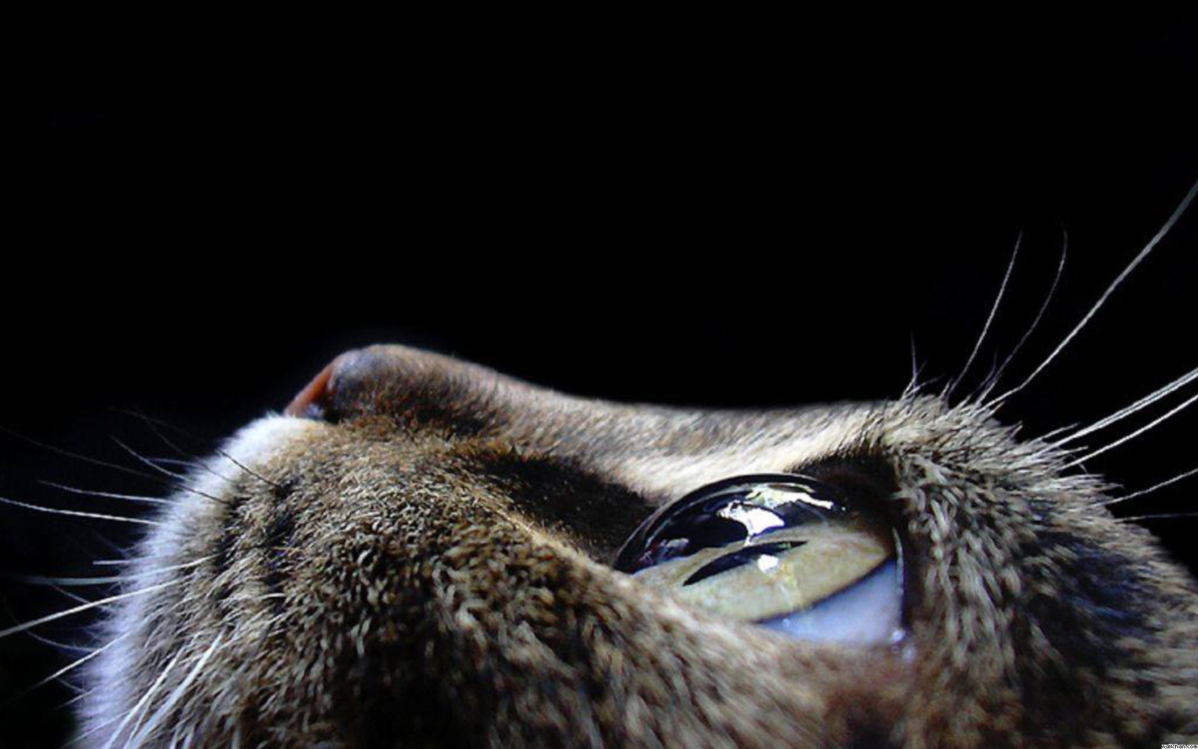 a cica látása gyenge a látás és a szív gyógyszerei