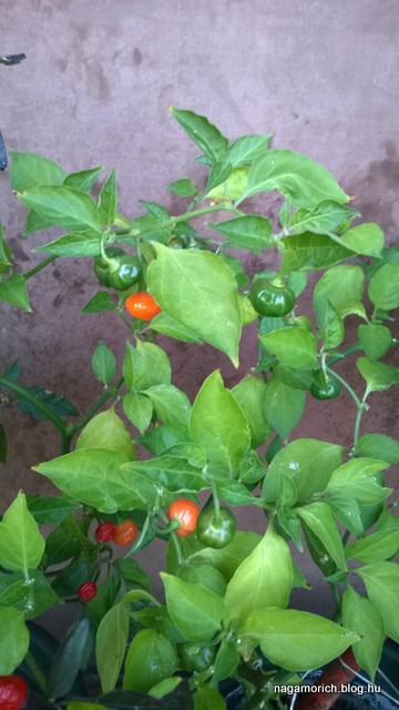 Habanero Pumpkin