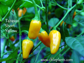 Tabasco Short Yellow.jpg