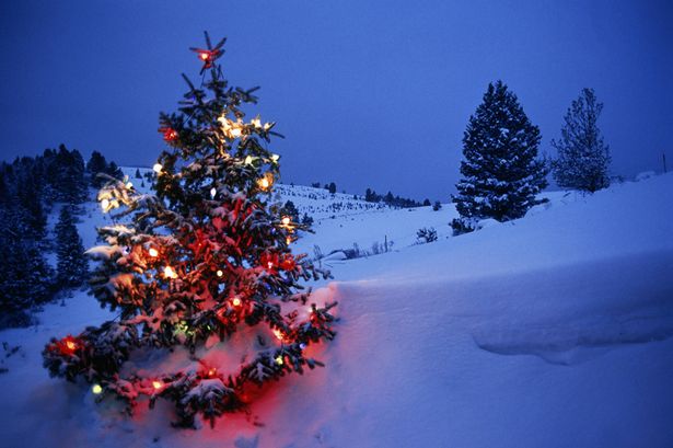 decorated-christmas-tree-in-snow.jpg