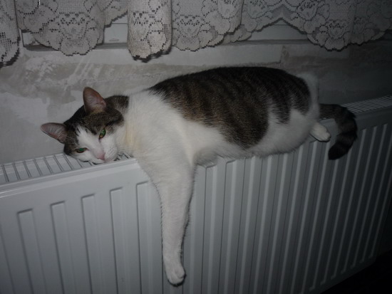 01_vilmos_radiator.jpg