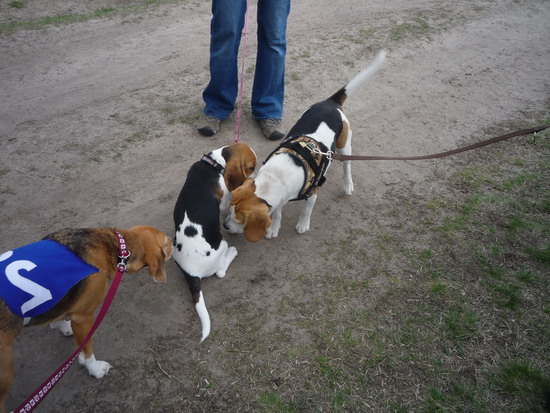 79_megint_pici_beagle_szaglaszas.jpg