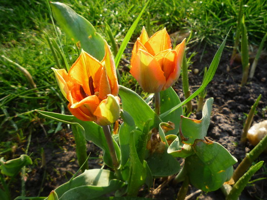14_tulipanok.jpg