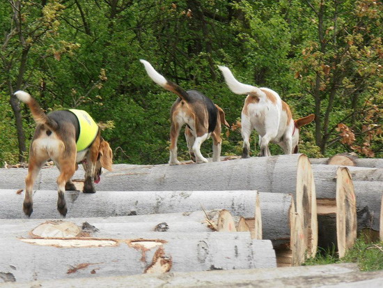 29_farakason_3beagle.jpg