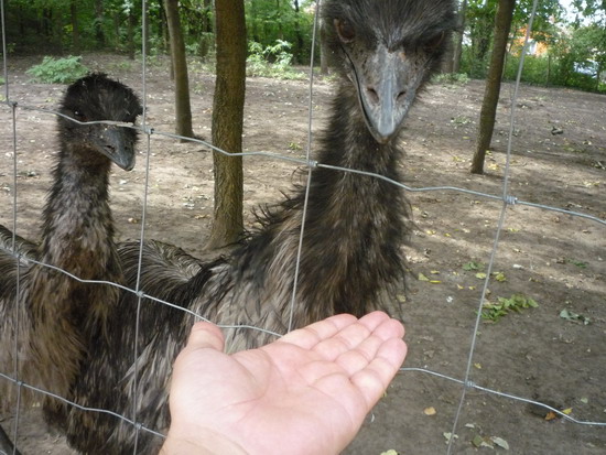 47_emu_hamm.jpg