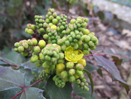 04_mahonia.jpg