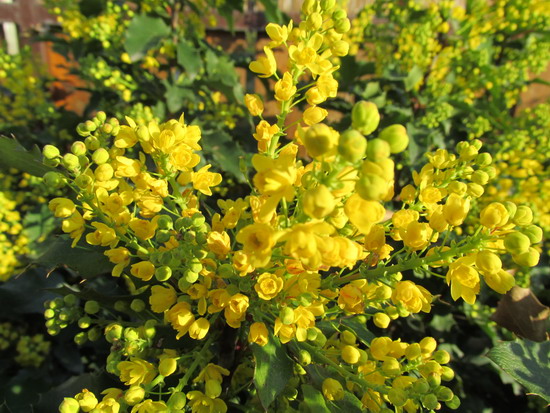 05_mahonia.jpg