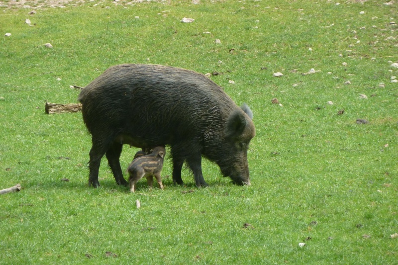 boar-767114_1.jpg