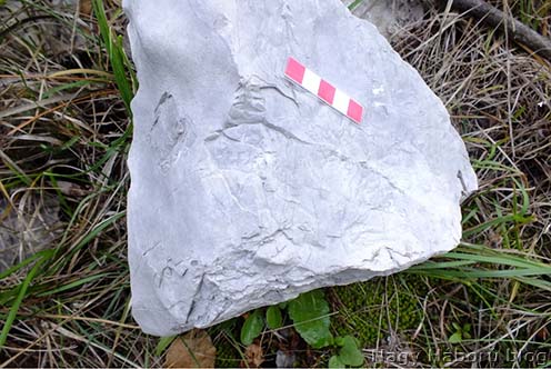 A képen látható mészkődarab felületét feltehetőleg szétvetődő repeszek vagy kőzetszilánkok nyomait őrzi
