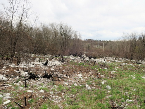 Útközben délkelet felé készített fotó. Balra emelkedik a Sternkuppe, a távolban a Sela na Krasu-i vízmű a fák között. Mindenfelé a 2022-es júliusi nagy tűzvész nyomai és a serkenő vegetáció.