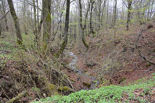 A Weretyszow felől induló egyik erdős vízmosás
