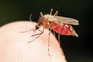 A trópusi maláriát terjesztő moszkitó (mirceax / Getty Images Hungary)