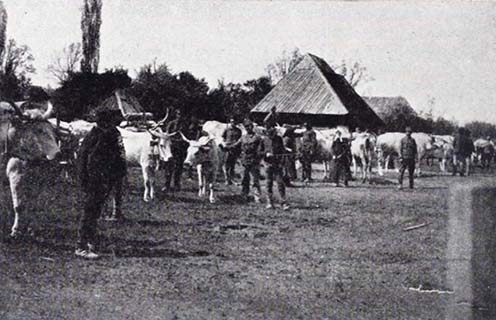Po odovzdaní koní vlečú kanóny v Csíkskej kotline voly – marec 1918 