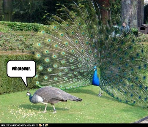 peacock.jpeg