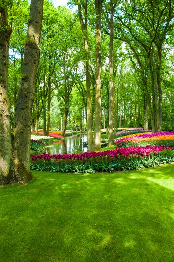 tulip-field-keukenhof-gardens-lisse-netherlands_155003-10440.jpg