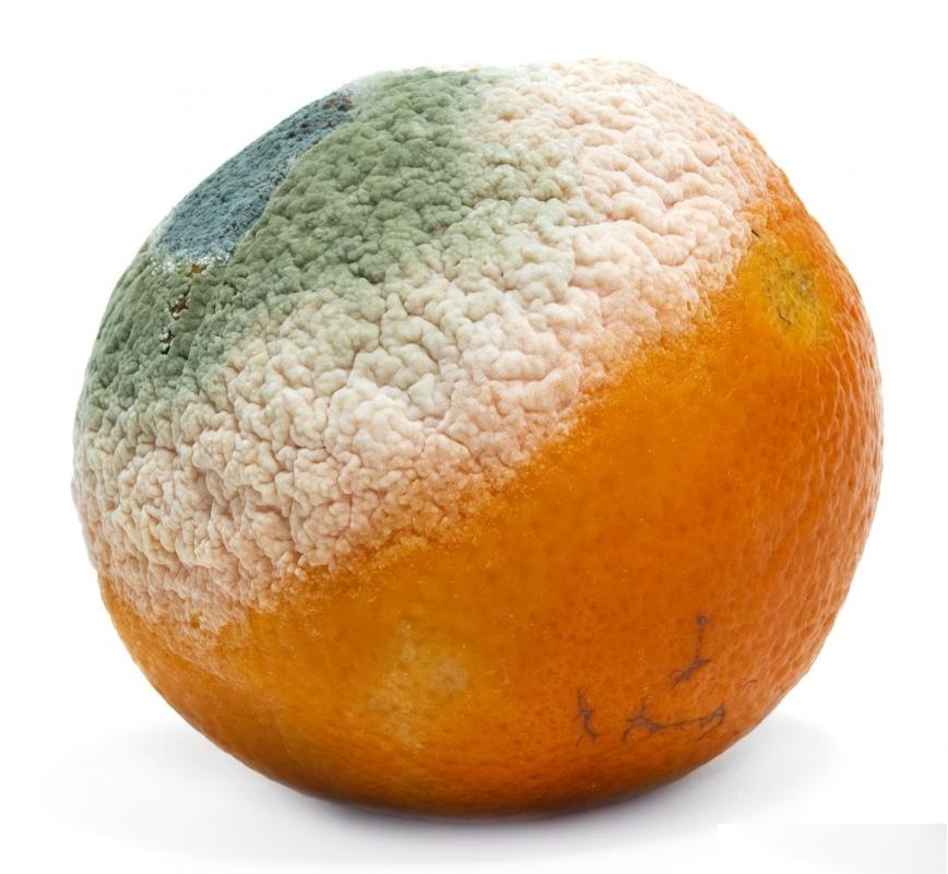 orange-with-mold.jpg