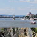 Nagyvárosi szitakötők: folyami szitakötők a Duna budapesti szakaszán