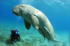 dugong2.jpg