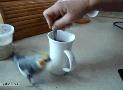 cockatiel_vs_stirring_coffee.gif