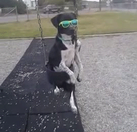 cool-dog-swing-shades-park-13500870460.gif