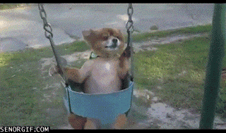 funny-gifs-swinging-dog.gif