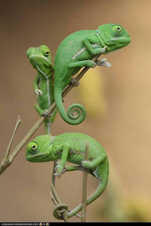 cameleons.jpg