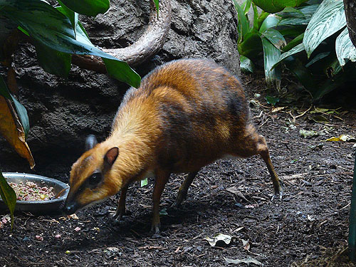 chevrotain_4.jpg