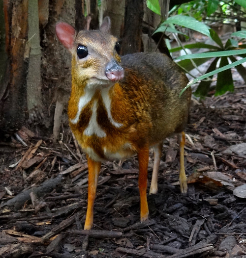chevrotain_6.jpg