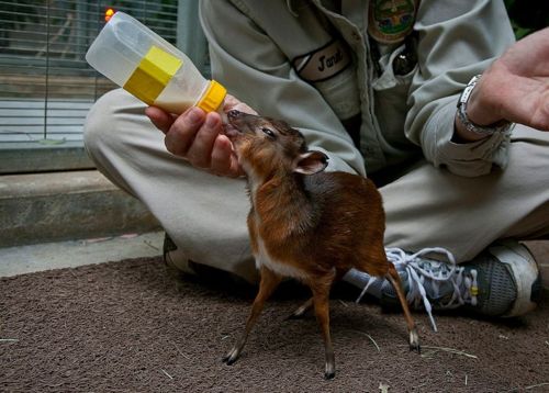 chevrotain_7.jpg