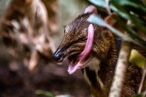 chevrotain_8.jpg