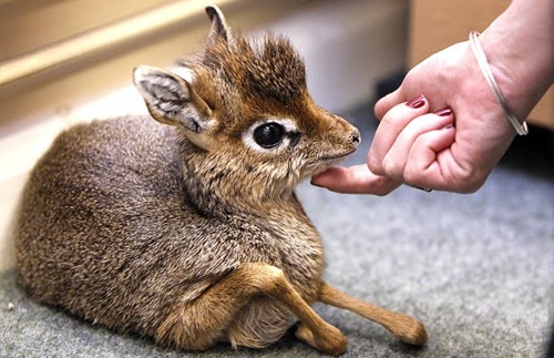chevrotain_9.jpg