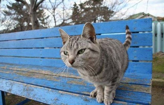gatto_1.jpg