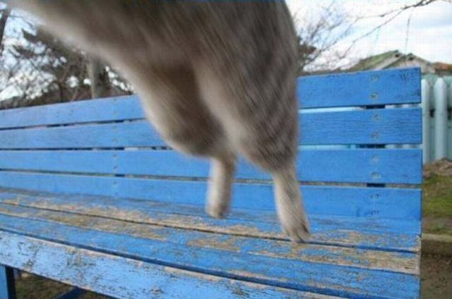 gatto_2.jpg