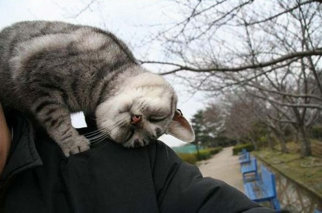 gatto_3.jpg