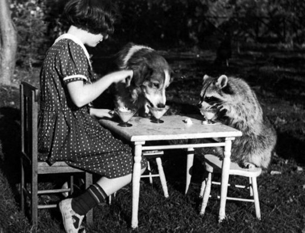 raccon_breakfast.jpg