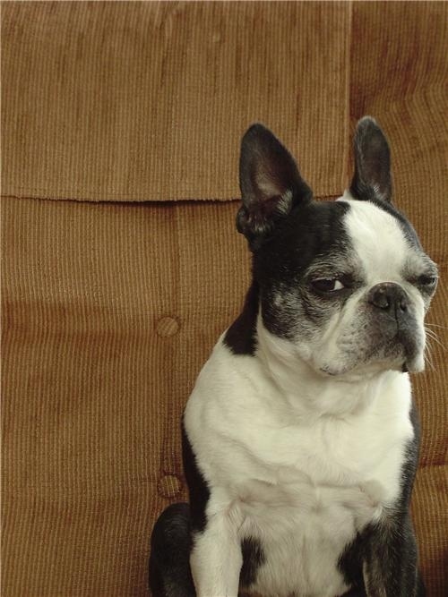 suspicious_dog_2.jpg