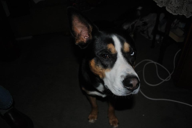 suspicious_dog_4.jpg