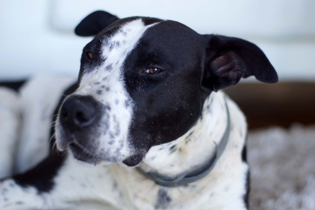 suspicious_dog_5.jpg