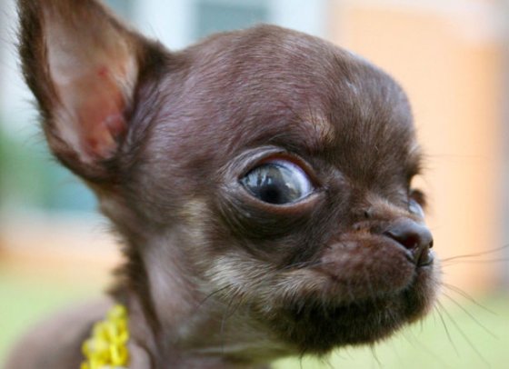 suspicious_dog_6.jpg
