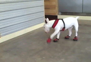 mamusz_2.gif