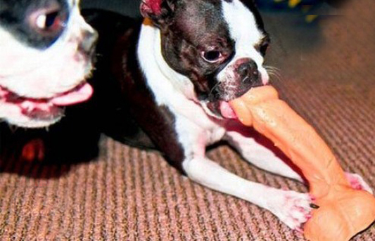 chew-toy-fail-dog-dildo.jpg