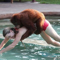 Az orángután szeret úszni