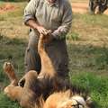 A 250 kilós oroszlán szereti, ha csiklandozzák a talpát