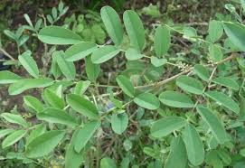 indigofera_tinctoria.jpg