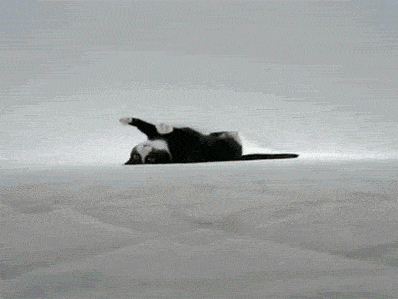 gif3.gif