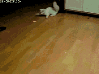 gif2.gif