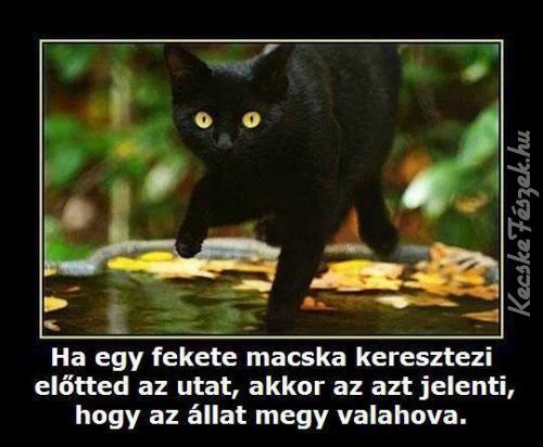 13345-fekete-macska.jpg