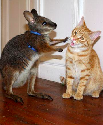 wallaby-and-cat-pets.png